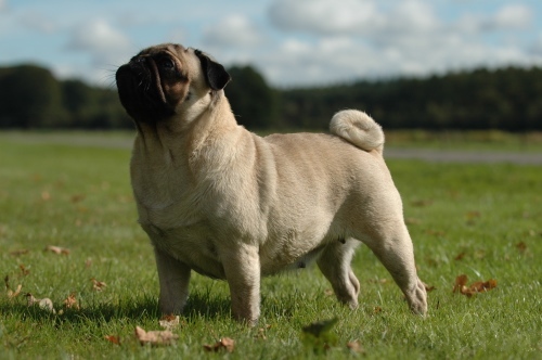 Aww! Mr. Puggles, here.